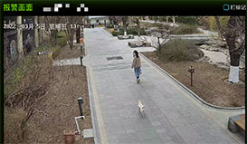 Pet-leash compliance scene